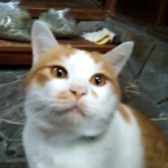 可愛くて面白い茶白くん