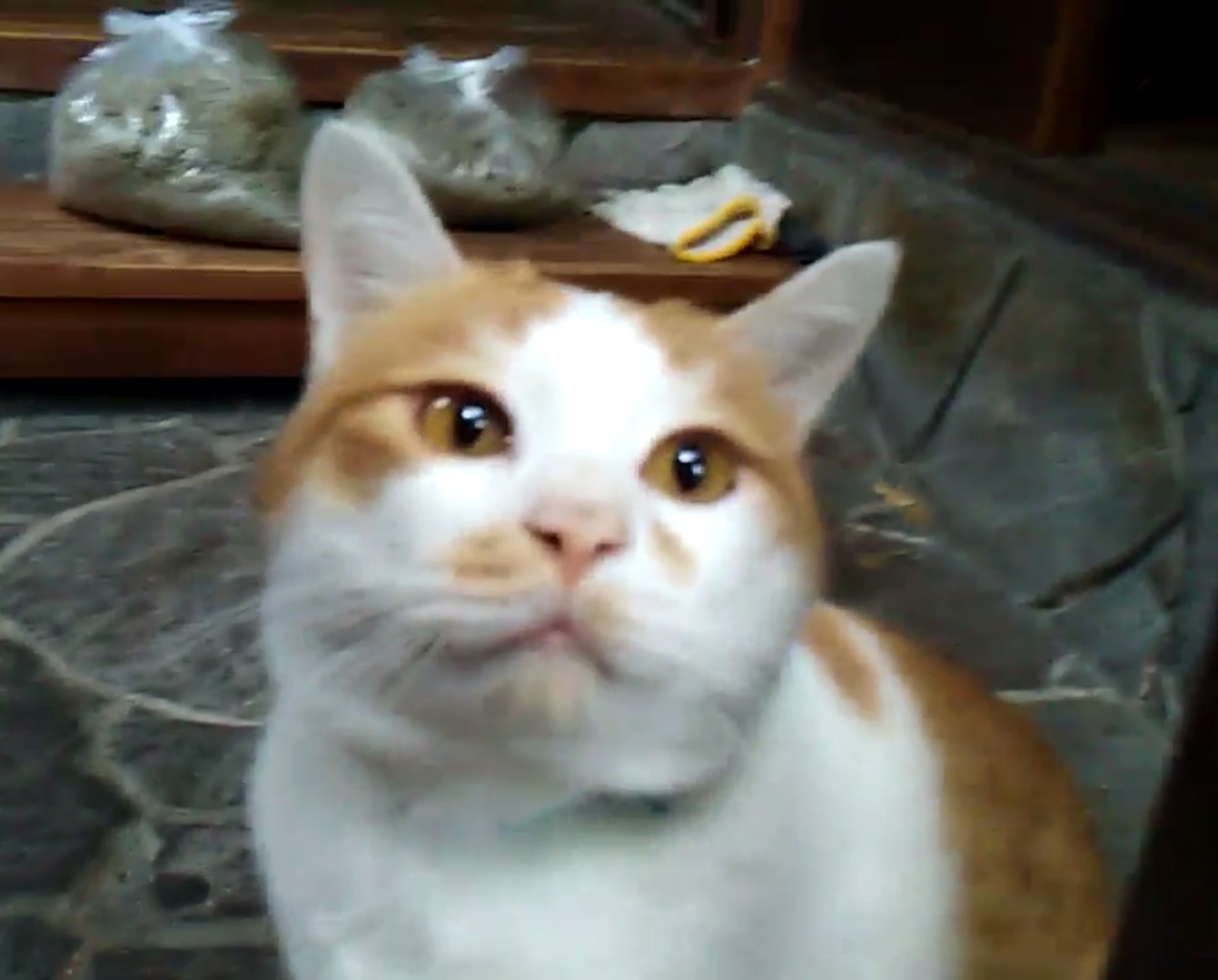 可愛くて面白い茶白くん