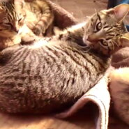 人懐っこく好奇心旺盛なキジトラくん