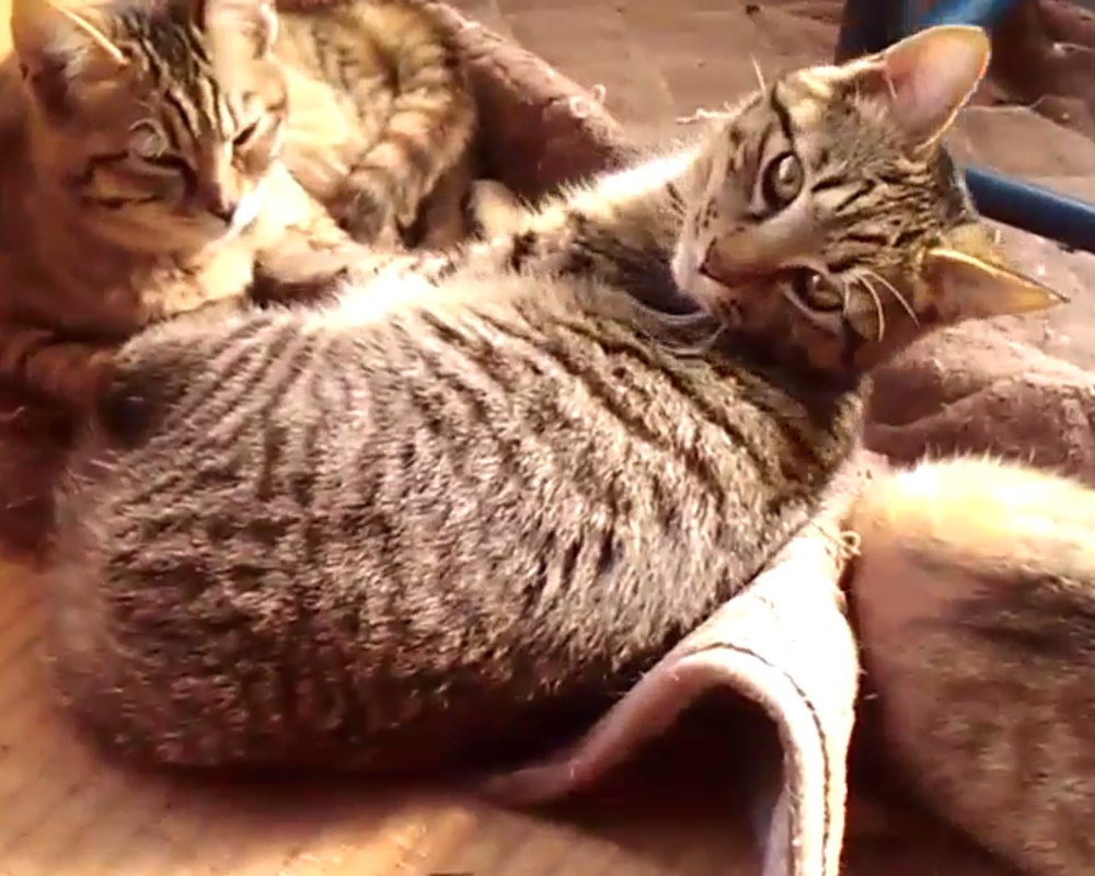 人懐っこく好奇心旺盛なキジトラくん