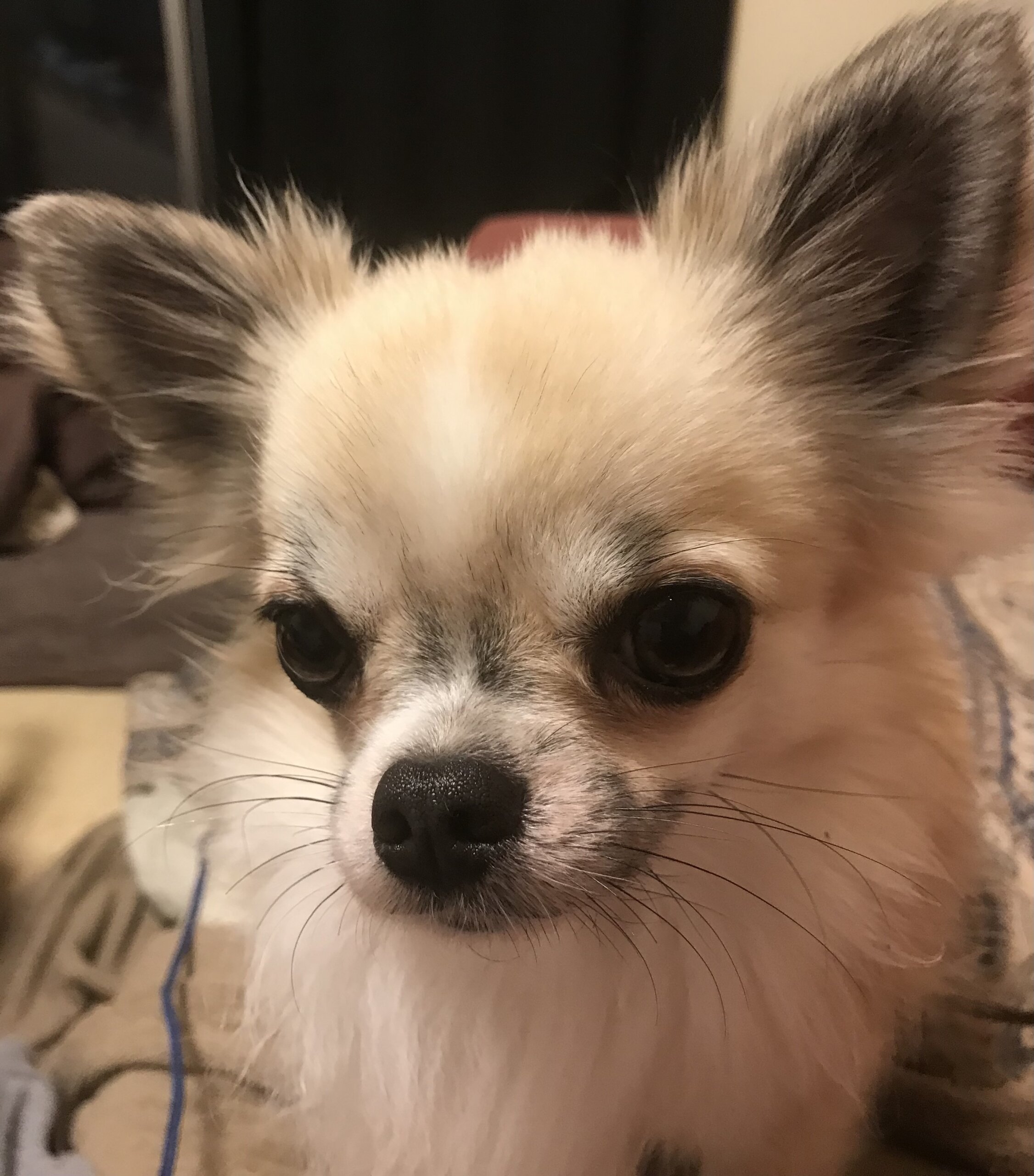 急募。チワワ　男の子