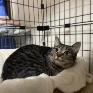 小柄で可愛い女の子