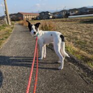 香川県【一般保護】ビビリなフルーリーくん