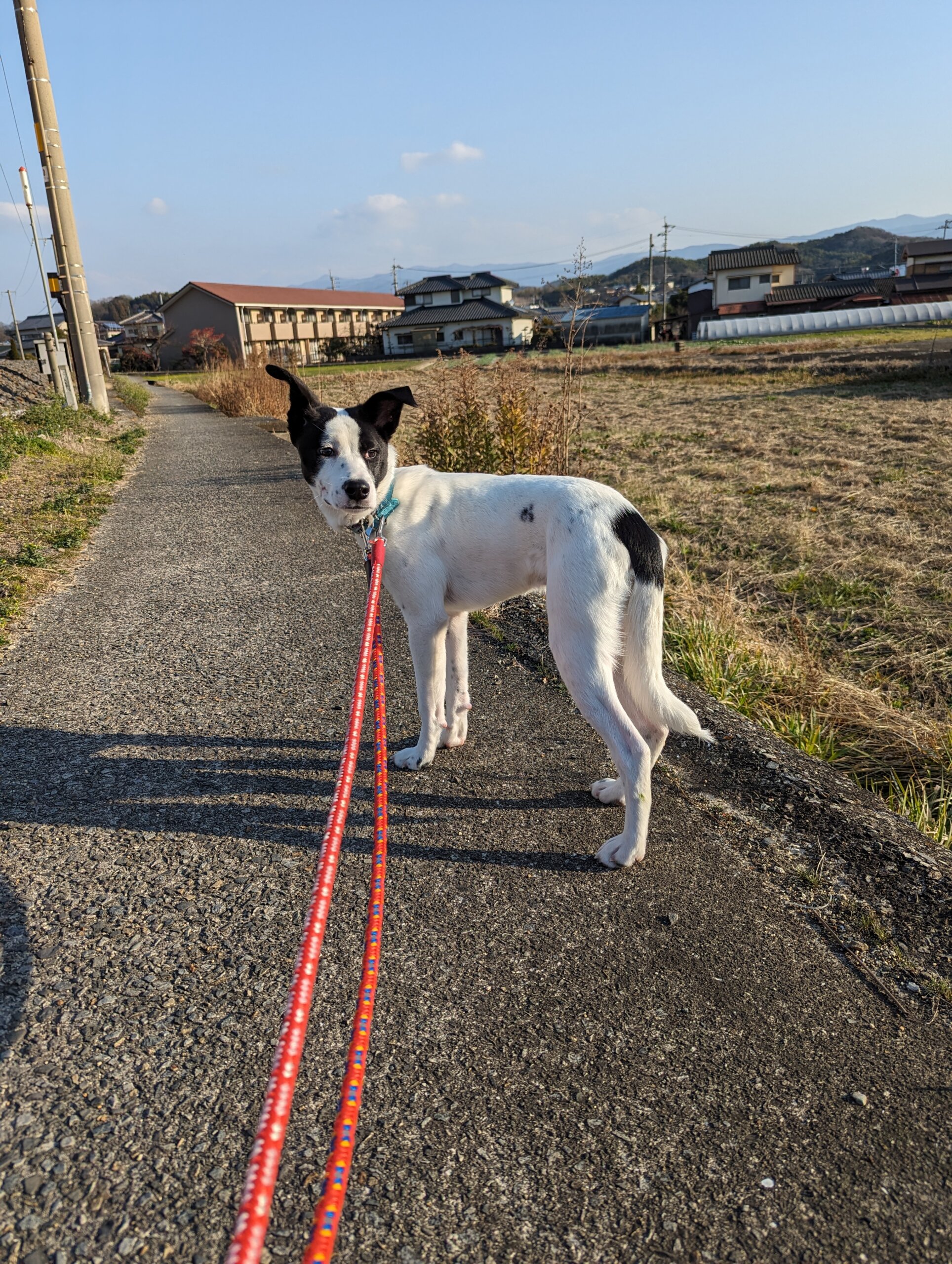 香川県【一般保護】ビビリなフルーリーくん