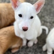 香川県【代理投稿】小柄な　メレンゲちゃん