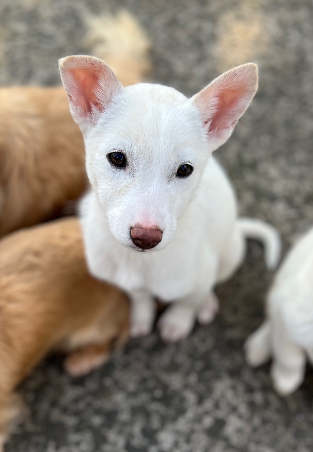 香川県【代理投稿】小柄な　メレンゲちゃん