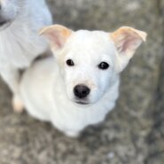 香川県【代理投稿】ちょっとビビりな　ブランちゃん