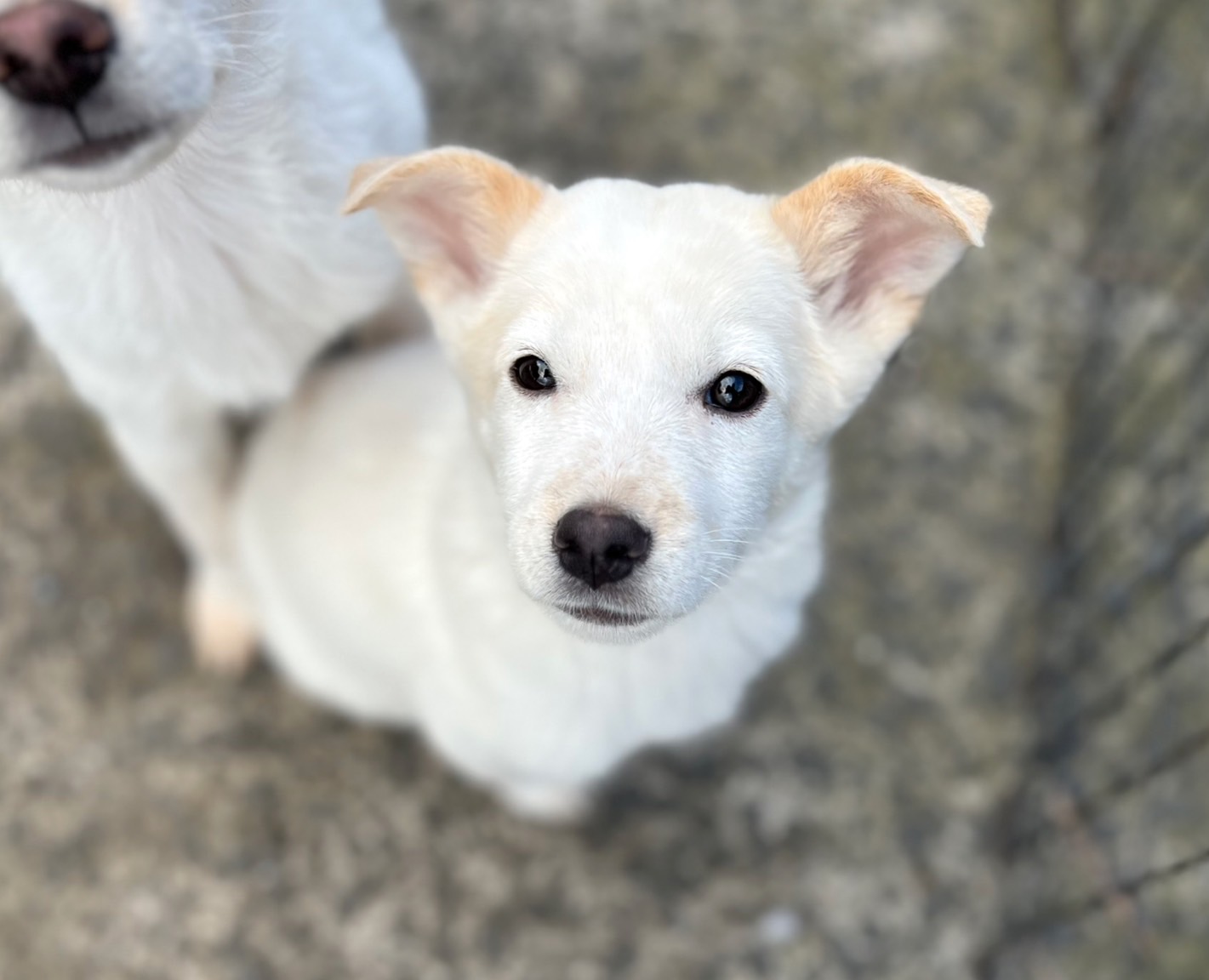 香川県【代理投稿】ちょっとビビりな　ブランちゃん
