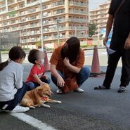 保護犬の搬送ボランティアさん募集