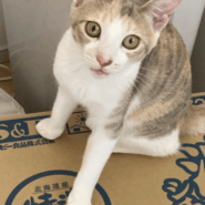 2歳8ヶ月くらいの女の子