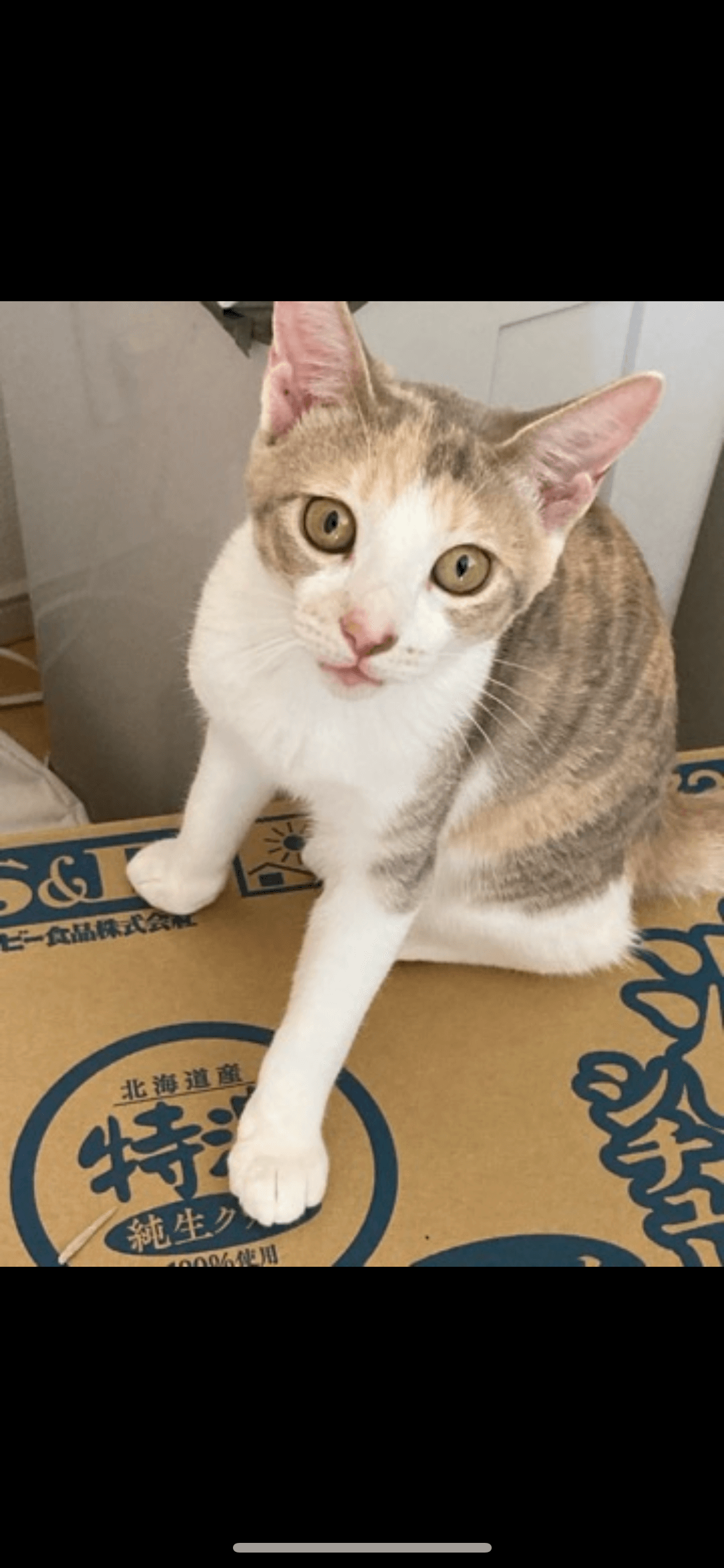 2歳8ヶ月くらいの女の子