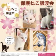 花ねこ譲渡会