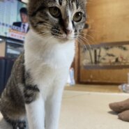 生後6ヶ月前後の子猫(女の子)