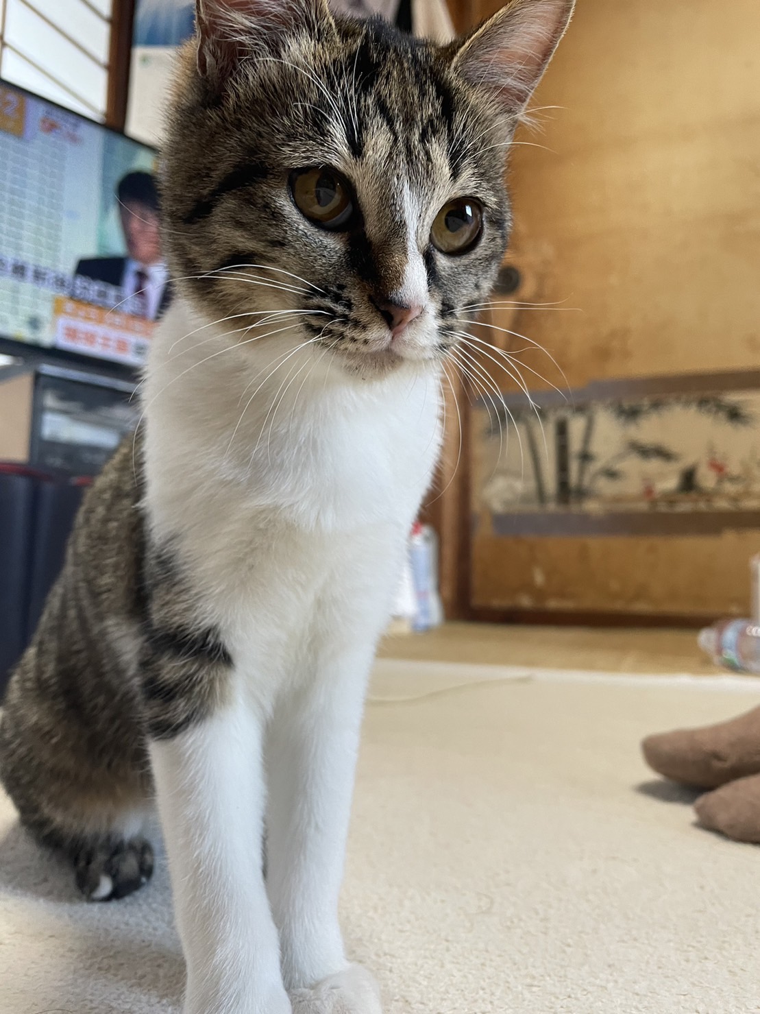 生後6ヶ月前後の子猫(女の子)