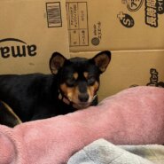 怪我を乗り越えました