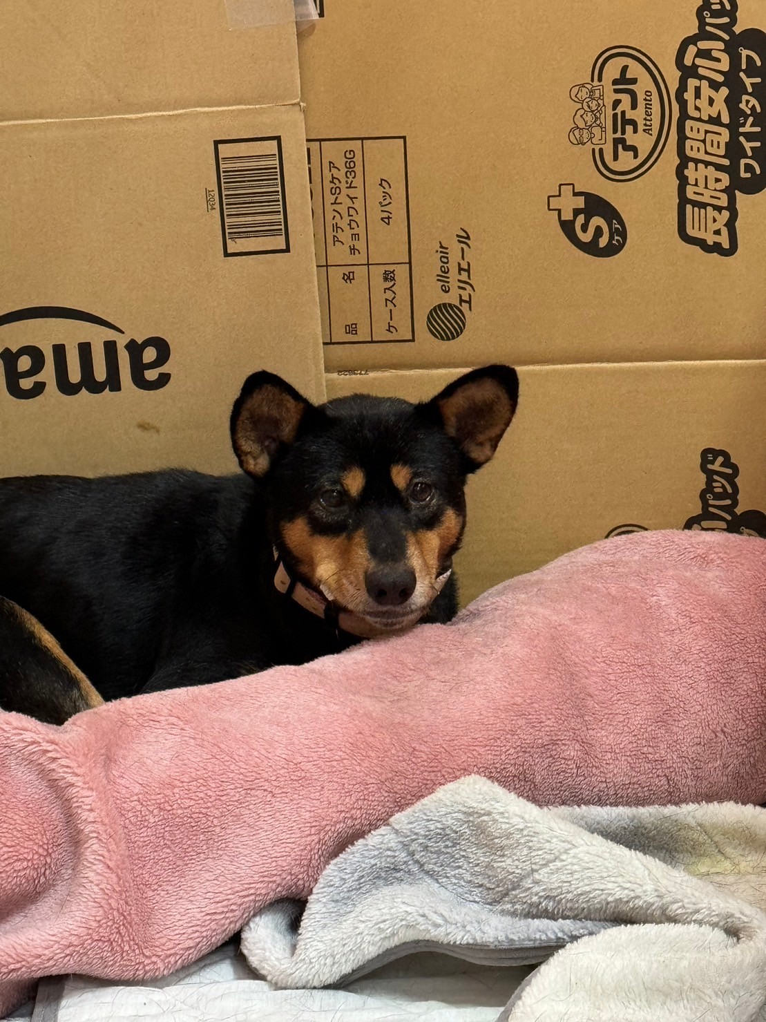 怪我を乗り越えました