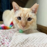 大きな体で気は小さい、無邪気に甘えさせて〜