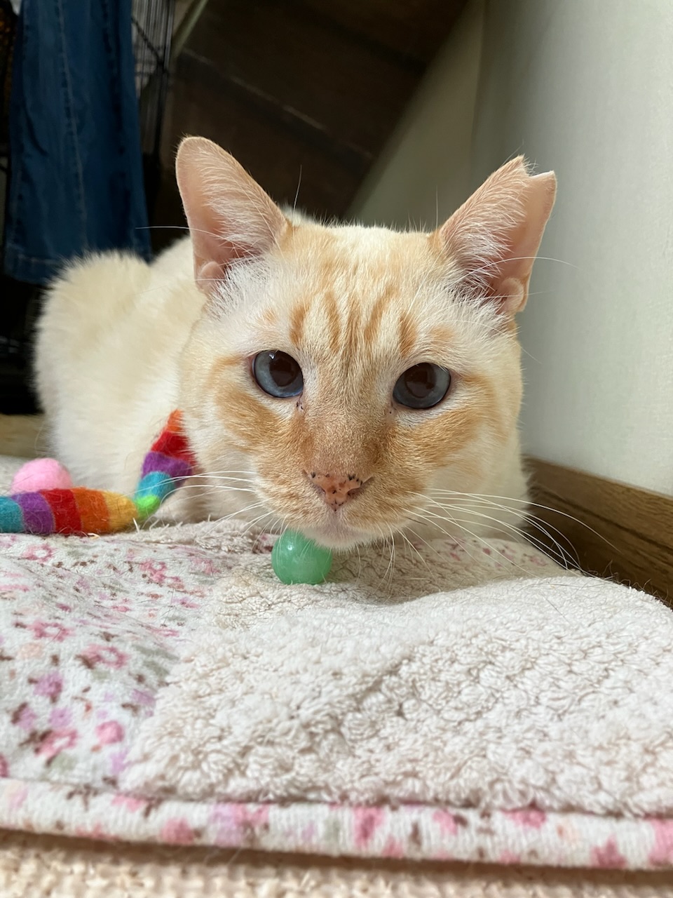 大きな体で気は小さい、無邪気に甘えさせて〜