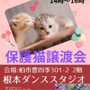 2/11（日）♡柏市♡根本ダンススタジオ保護猫譲渡会