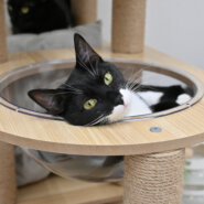 【譲渡決定】茜：ドロンジョさんのような仮面の女の子。