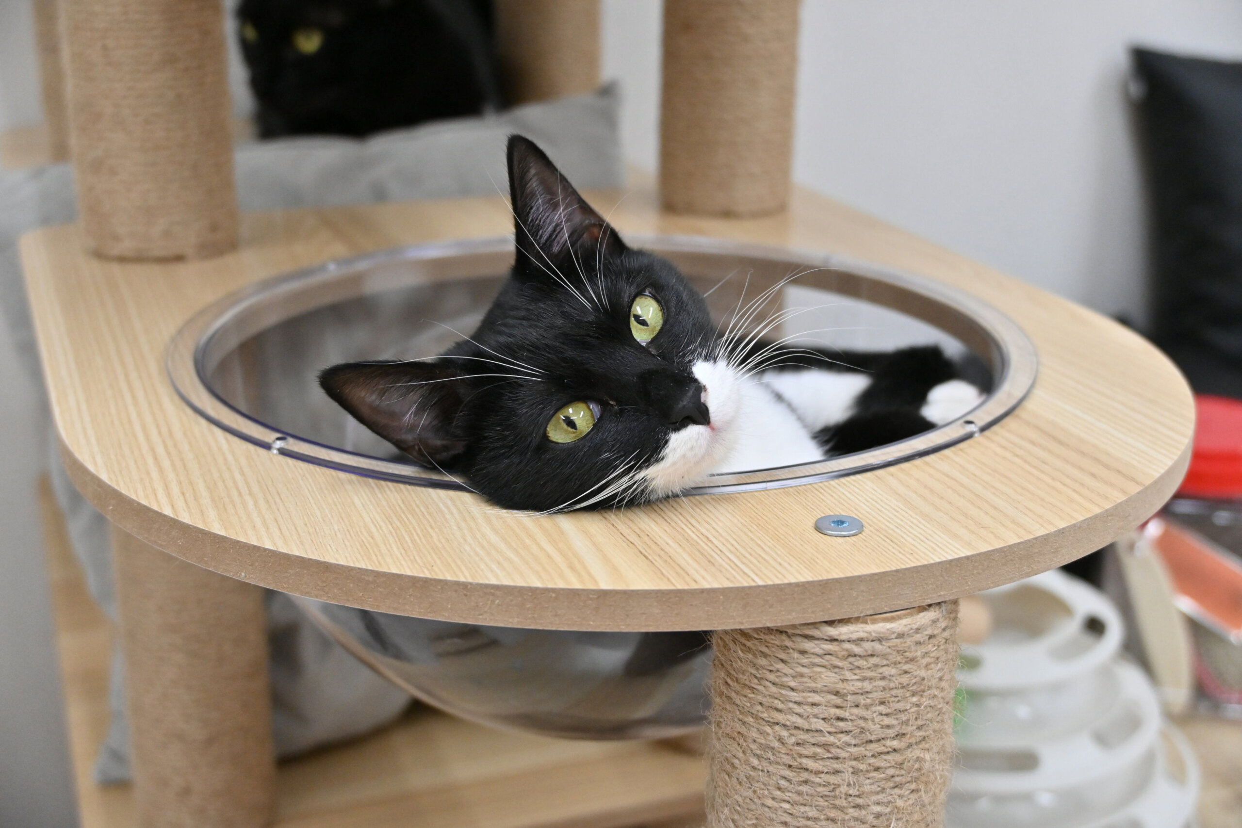 【譲渡決定】茜：ドロンジョさんのような仮面の女の子。