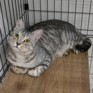 【譲渡決定】みやこ：ビッグボディレディー♪