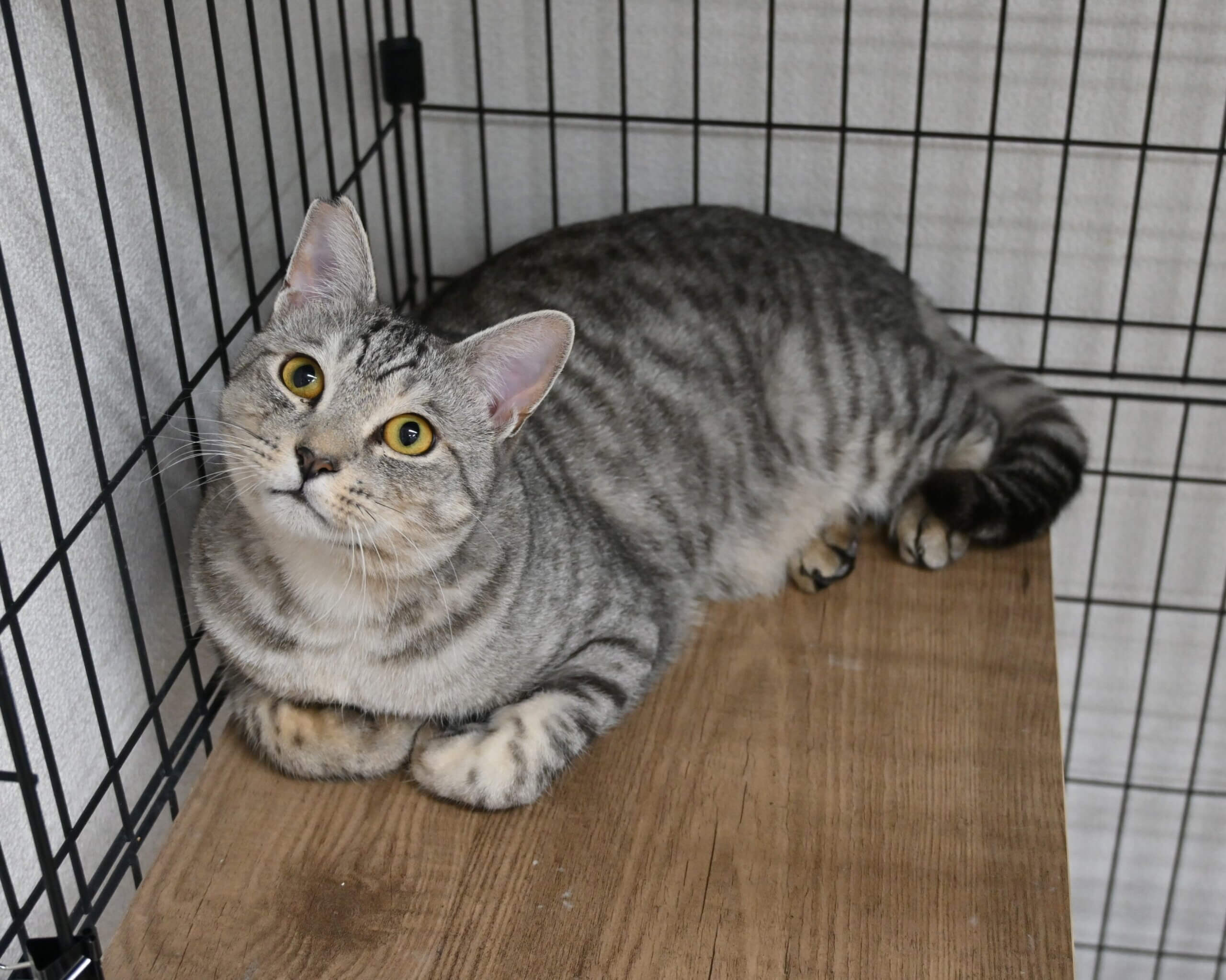 【譲渡決定】みやこ：ビッグボディレディー♪