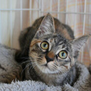 【譲渡決定】しらす：人馴れ抜群！愛嬌たっぷり女の子