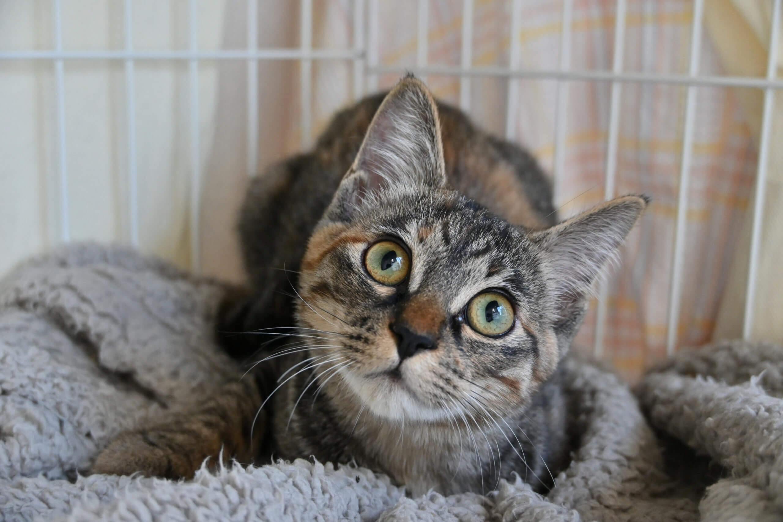 【譲渡決定】しらす：人馴れ抜群！愛嬌たっぷり女の子