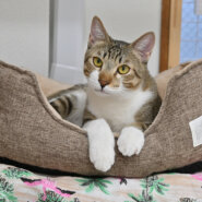 【譲渡決定】ルーク：イケニャンの男の子。