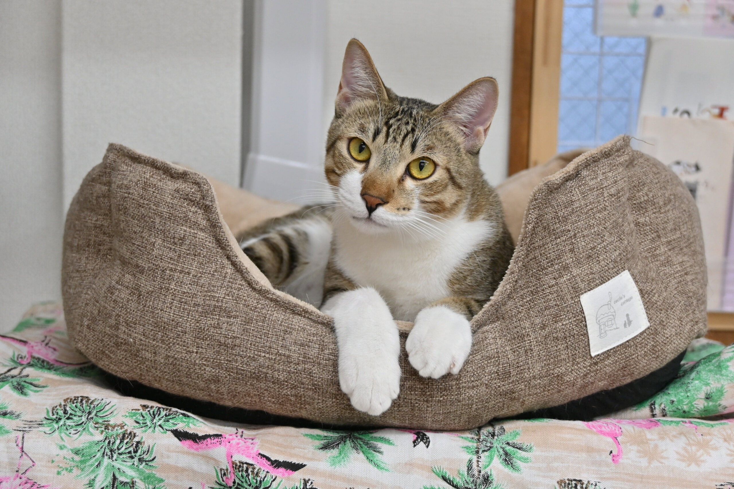 【譲渡決定】ルーク：イケニャンの男の子。