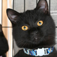 【譲渡決定】ポケ：遊ぶの大好き黒猫の男の子