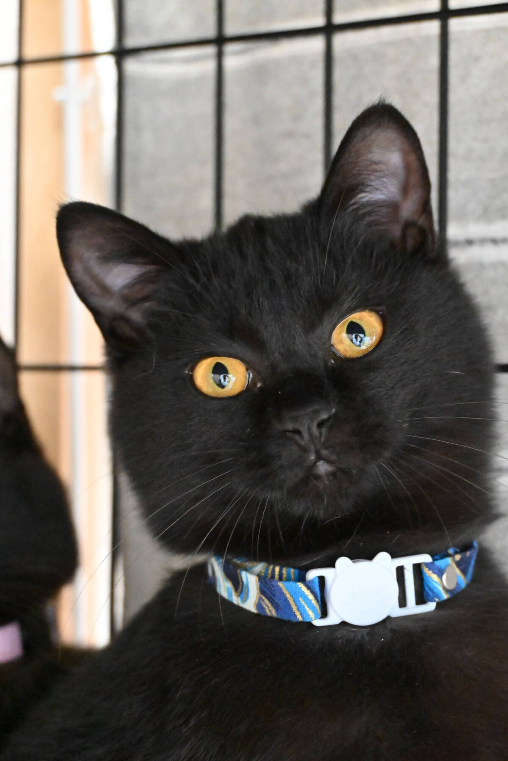 【譲渡決定】ポケ：遊ぶの大好き黒猫の男の子