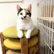 in江南市☆2会場同日開催☆子猫もいる大祭り！☆2024年2月11日（日）～ 非営利団体「ちーむ にゃいんず」