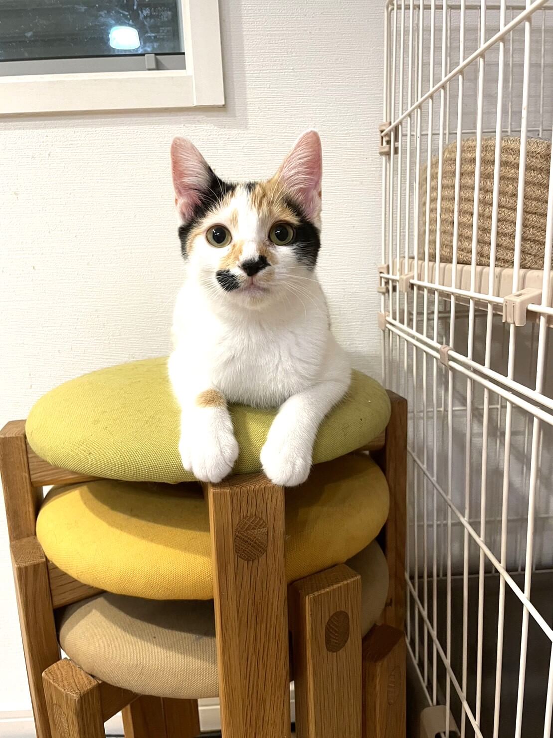 in江南市☆2会場同日開催☆子猫もいる大祭り！☆2024年2月11日（日）～ 非営利団体「ちーむ にゃいんず」