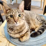 in瀬戸市☆2会場同日開催☆子猫もいる大祭り！☆2024年2月11日（日）～ 非営利団体「ちーむ にゃいんず」