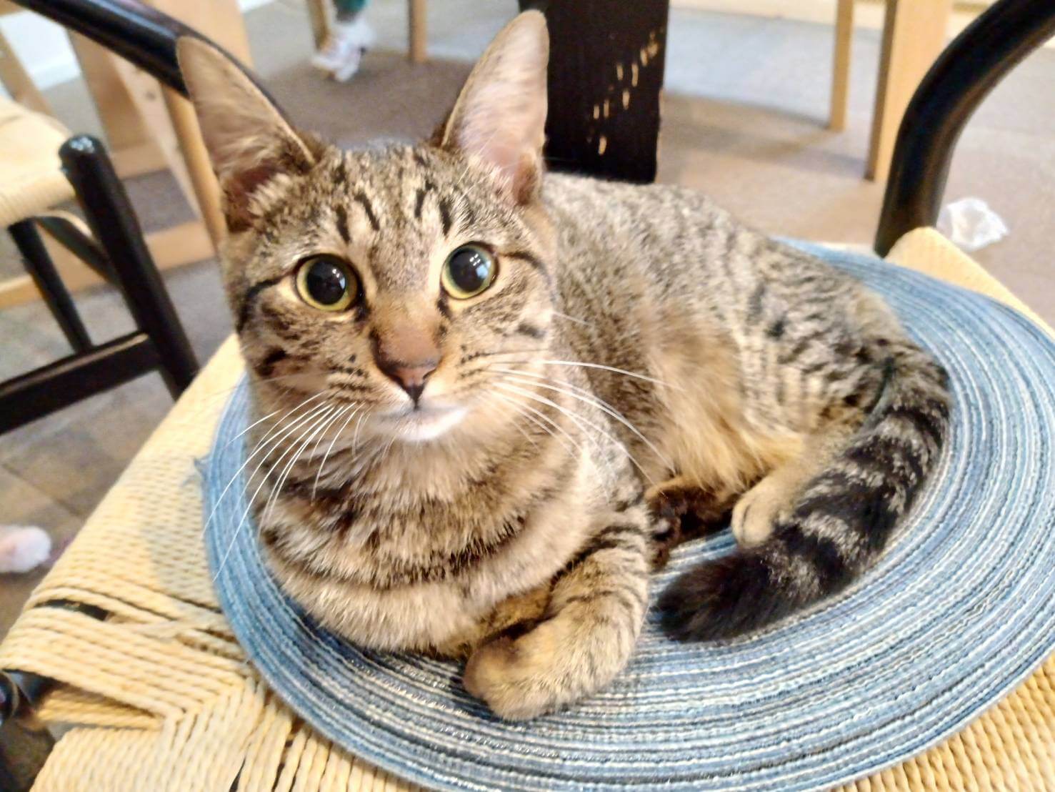 in瀬戸市☆2会場同日開催☆子猫もいる大祭り！☆2024年2月11日（日）～ 非営利団体「ちーむ にゃいんず」