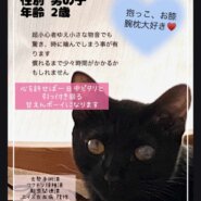 in春日井☆子猫もいる臨時譲渡会☆2024年2月23日（金）祝日～ 非営利団体「ちーむ にゃいんず」