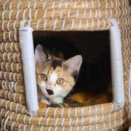 in豊明☆2会場合わせて30匹～子猫もいる譲渡会☆2024年2月17日（土）～ 非営利団体「ちーむ にゃいんず」