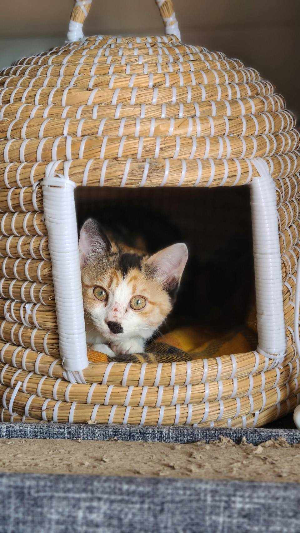 in豊明☆2会場合わせて30匹～子猫もいる譲渡会☆2024年2月17日（土）～ 非営利団体「ちーむ にゃいんず」