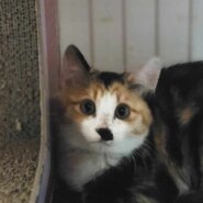 in江南市☆2会場同日開催☆子猫もいる大祭り！☆2024年2月25日（日）～ 非営利団体「ちーむ にゃいんず」