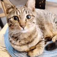 in春日井☆2会場合わせて30匹～子猫もいる譲渡会☆2024年2月17日（土）～ 非営利団体「ちーむ にゃいんず」