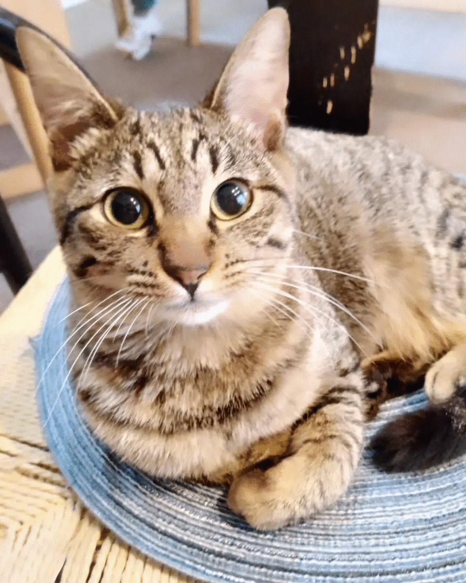 in春日井☆2会場合わせて30匹～子猫もいる譲渡会☆2024年2月17日（土）～ 非営利団体「ちーむ にゃいんず」