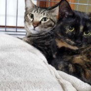 in瀬戸市☆2会場同日開催☆子猫もいる大祭り！☆2024年2月25日（日）～ 非営利団体「ちーむ にゃいんず」