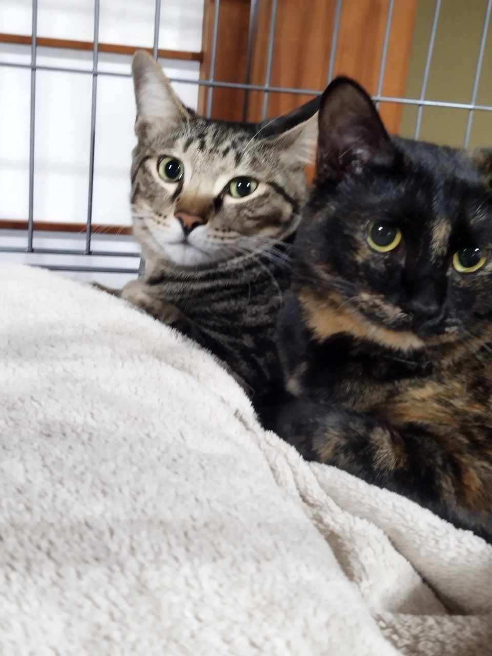 in瀬戸市☆2会場同日開催☆子猫もいる大祭り！☆2024年2月25日（日）～ 非営利団体「ちーむ にゃいんず」