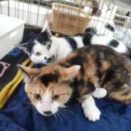 in春日井☆ひニャ祭り☆子猫もいる譲渡会☆2024年3月2日（土）～ 非営利団体「ちーむ にゃいんず」