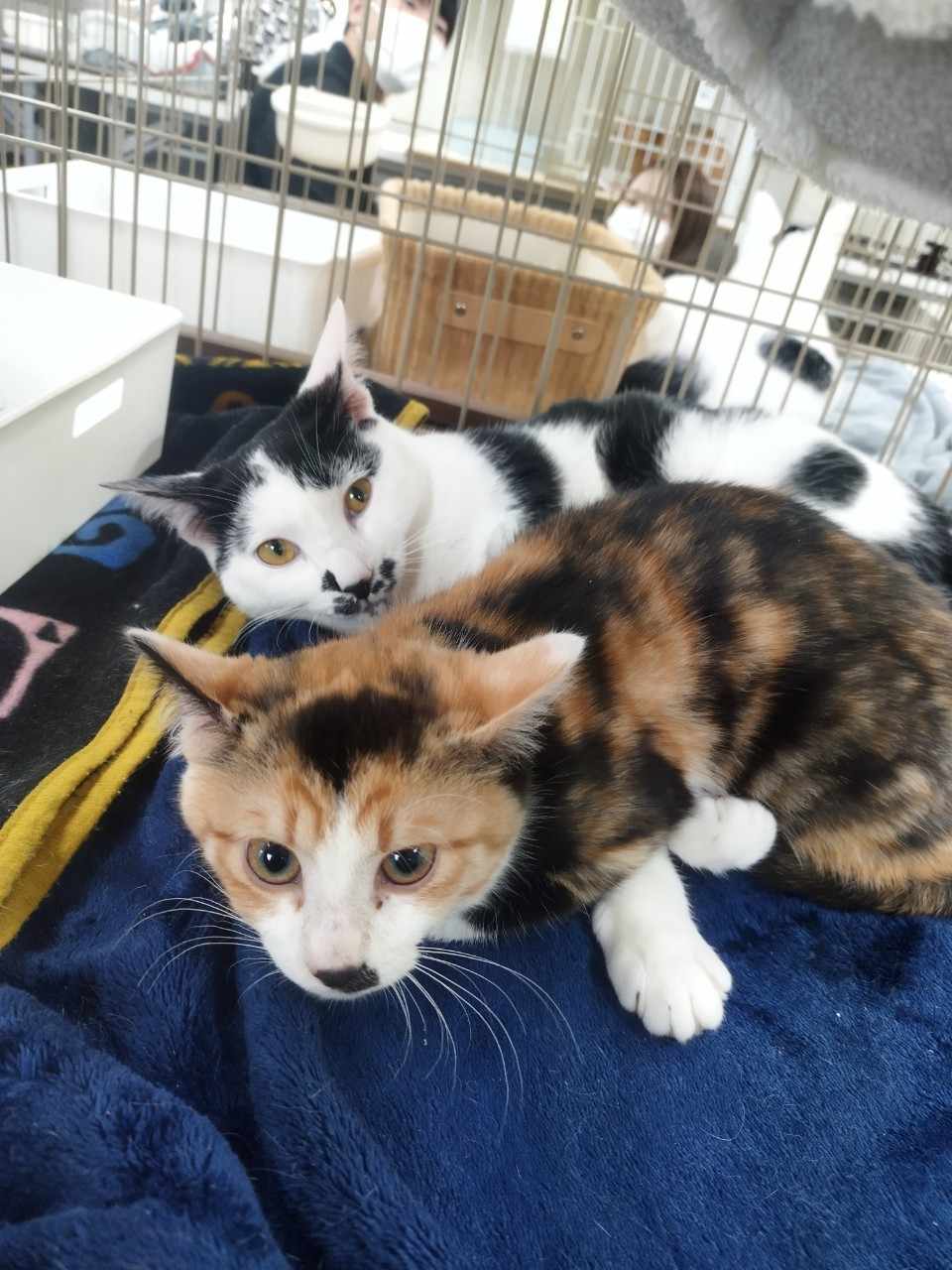 in春日井☆ひニャ祭り☆子猫もいる譲渡会☆2024年3月2日（土）～ 非営利団体「ちーむ にゃいんず」