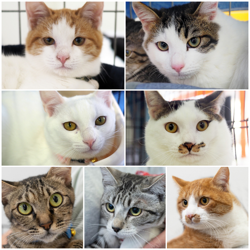 ねこねこ譲渡会♪愛知県みよし市