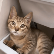 1歳3ヶ月の男の子