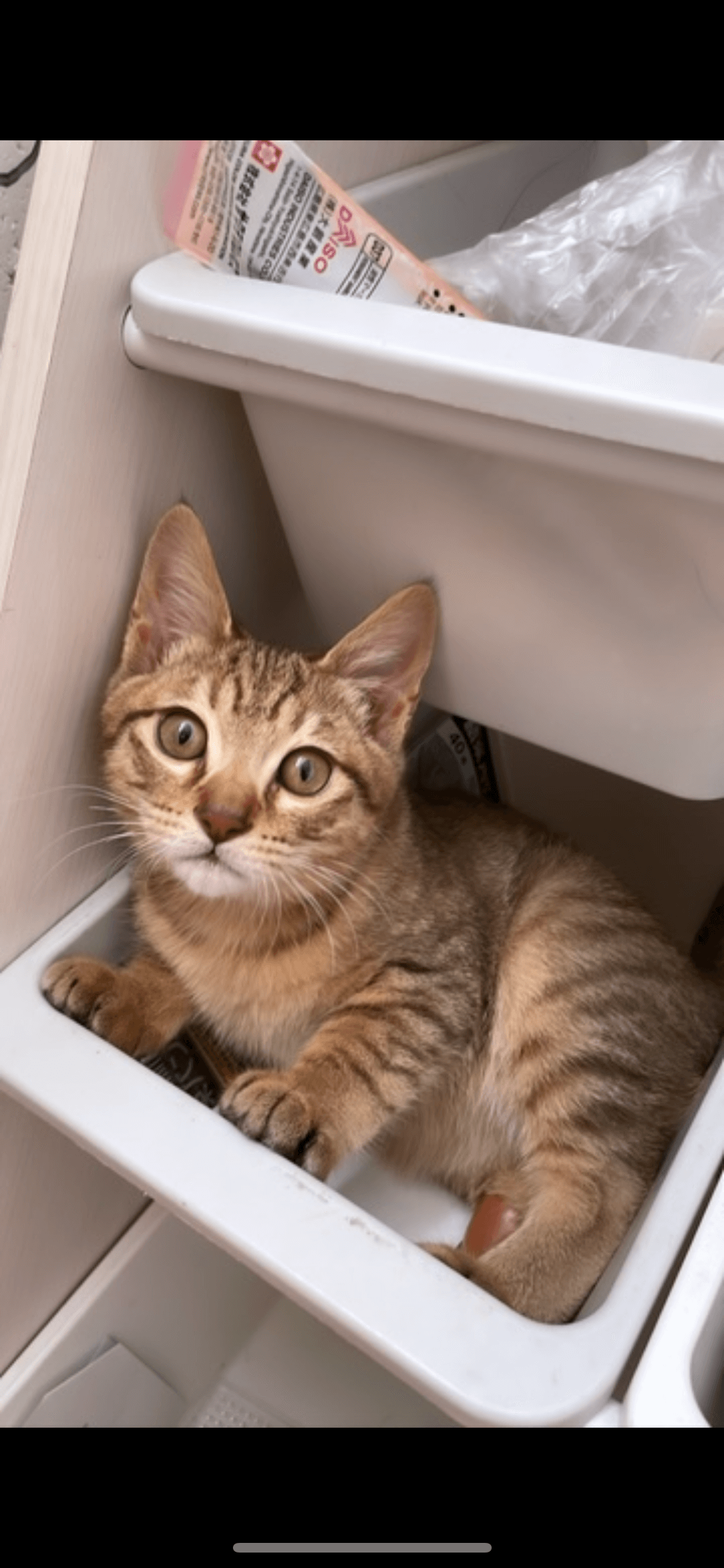 1歳3ヶ月の男の子